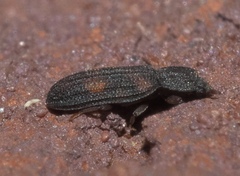 Bitoma quadriguttata