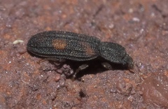 Bitoma quadriguttata