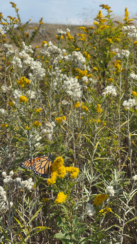 Monarch Butterfly