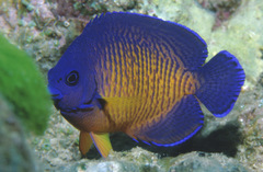 Centropyge bispinosa