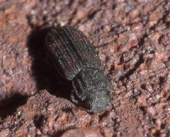 Bitoma quadriguttata