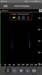 Pipistrellus maderensis