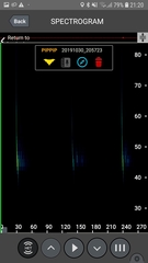 Pipistrellus maderensis