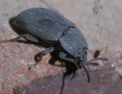Blapstinus fortis