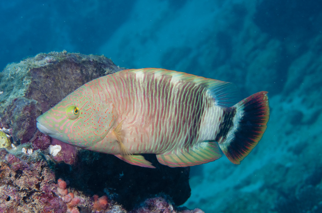 Tripletail Wrasse