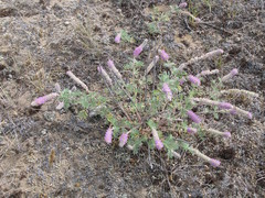 Dalea villosa