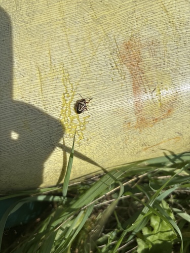 Two-spotted Stink Bug