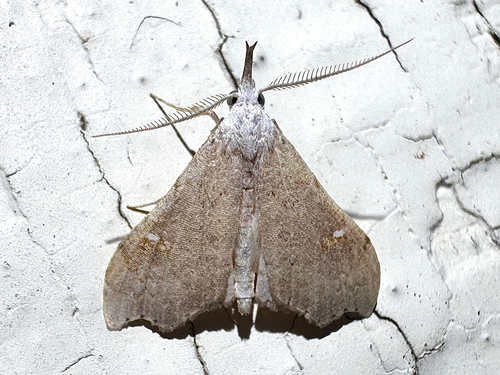 White-spotted Redectis Moth photo 3