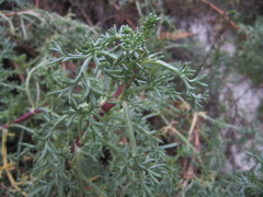 Artemisia campestris maritima