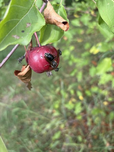 Bald-faced Hornet