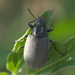 Escarabajo Negro - Photo (c) Robert Webster, algunos derechos reservados (CC BY-SA), subido por Robert Webster