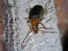 Brachinus adustipennis