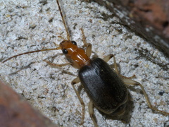 Brachinus adustipennis