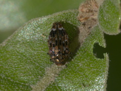 Brachys ovatus