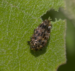 Brachys ovatus