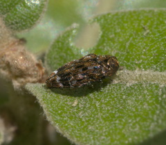 Brachys ovatus