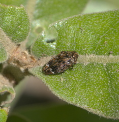 Brachys ovatus