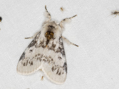 Iropoca rotundata