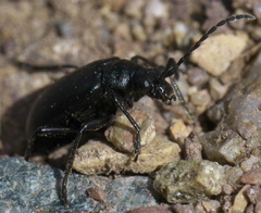 Brachysomida atra