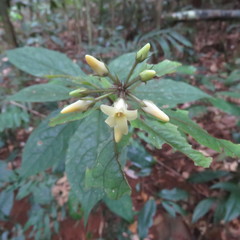 Pittosporum rubiginosum