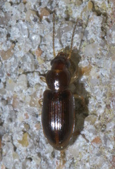 Bradycellus tantillus