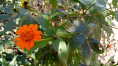 Lasianthaea macrocephala