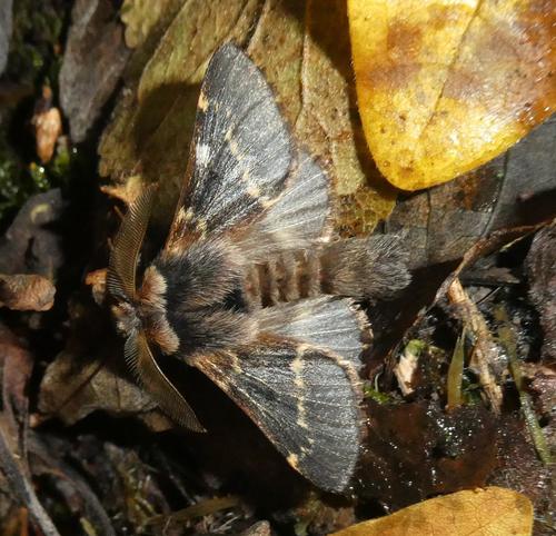 Bombyx du Peuplier (Le)