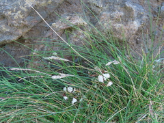 Festuca ammobia