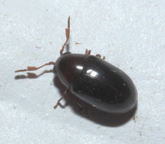 Calymmaderus nitidus