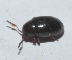 Calymmaderus nitidus