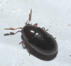 Calymmaderus nitidus