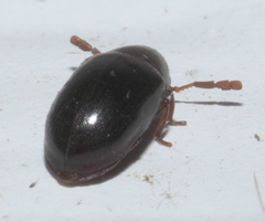 Calymmaderus nitidus