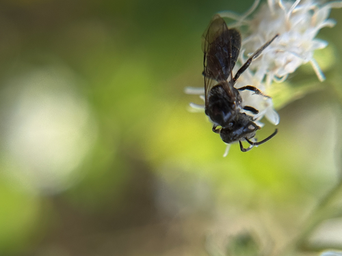 Leathery Sweat Bee photo 5