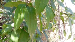 Lasianthaea macrocephala