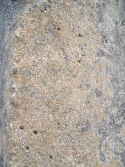 Protoblastenia rupestris