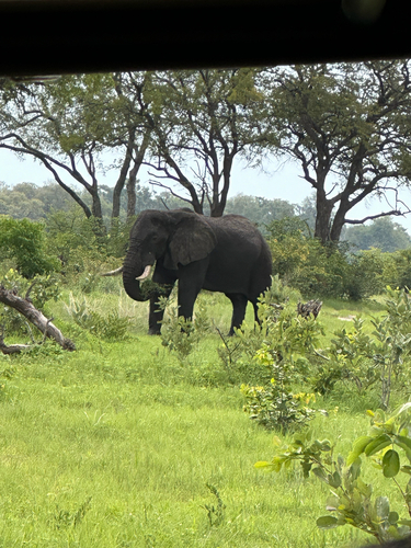 Elephants
