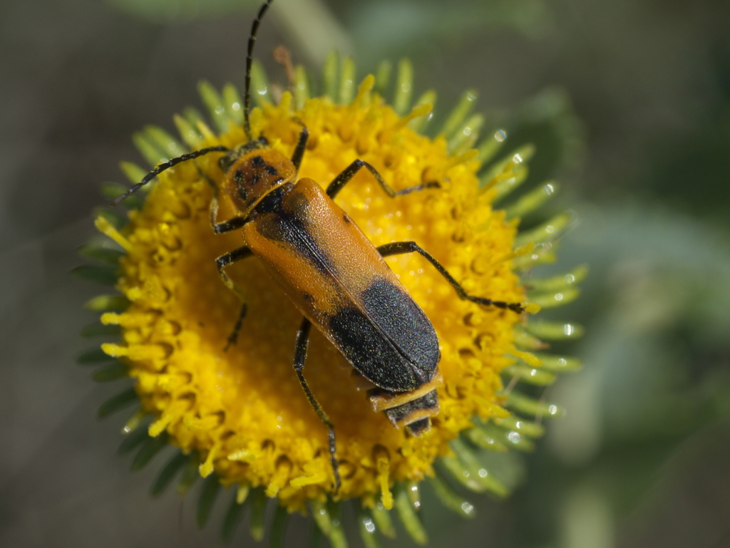 Chauliognathus limbicollis