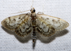 Anania tertialis