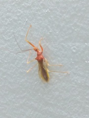 Epidaus bicolor
