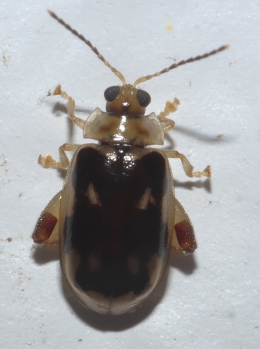 Ladder Flea Beetle