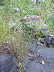 Muhlenbergia richardsonis