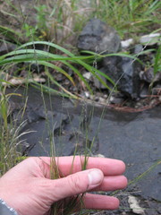 Muhlenbergia richardsonis