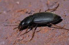Amphasia sericea