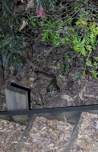 Coastal Carpet Python sighting