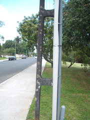 Protoblastenia rupestris