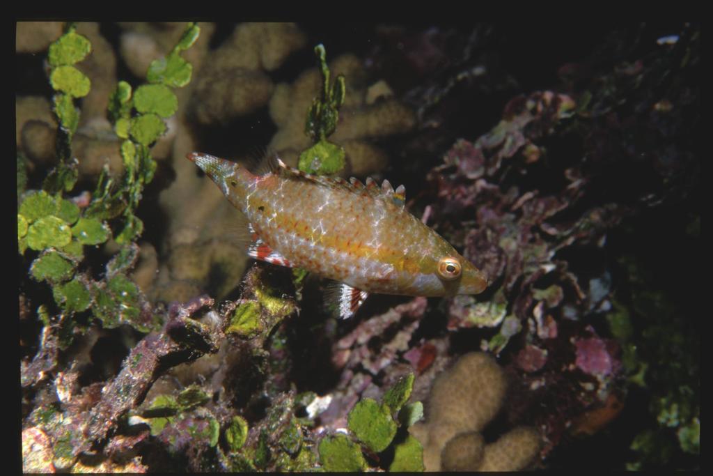 Blackmargin Maori Wrasse