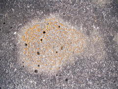 Protoblastenia rupestris