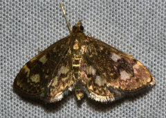 Anania tertialis