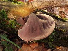Auricularia auricula-judae