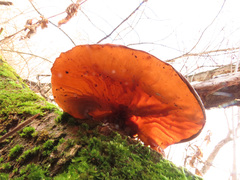 Auricularia auricula-judae